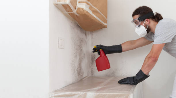 Professional Basement Mold Removal technician working in Dayton, MN