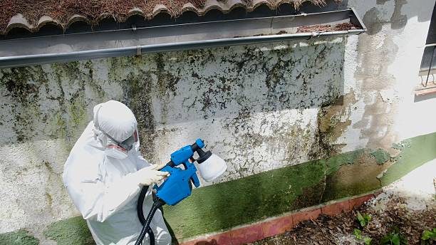 Top rated local Basement Mold Removal specialists in Dayton, MN